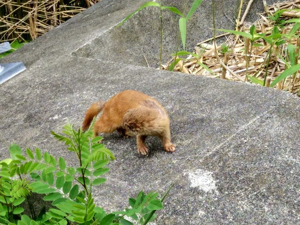 オタク週末旅行＜八丈島＞